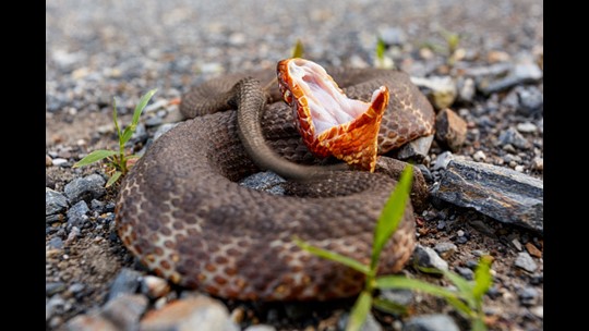 Your Guide To The Six Venomous Snakes In The Carolinas | Wfmynews2.com