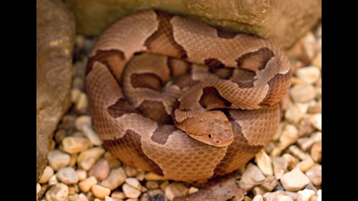 Watch Out For Baby Copperhead Snakes Wfmynews2 Com