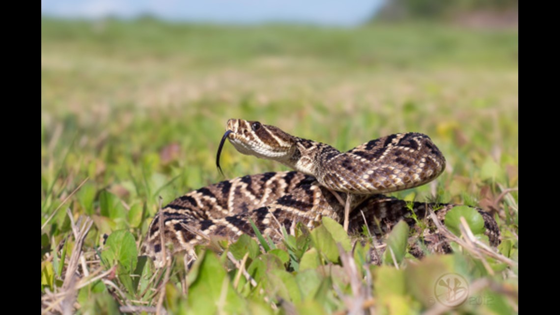 Your Guide To The Six Venomous Snakes In The Carolinas | Wfmynews2.com