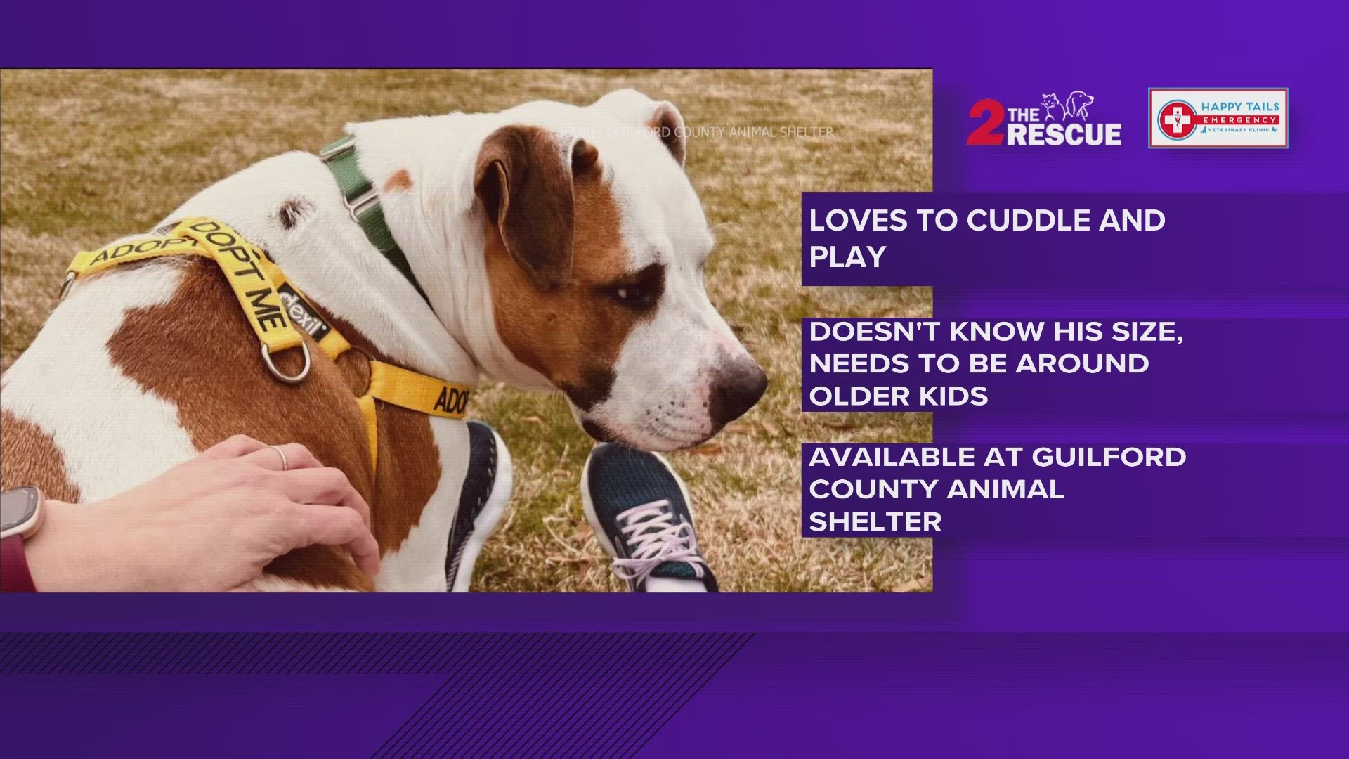 This sweet, big boy is available for adoption at Guilford County Animal Shelter. Let's get him adopted!