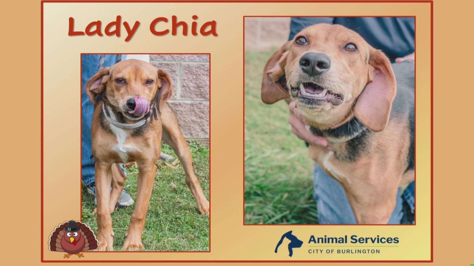 Let’s get Lady Chia adopted!
