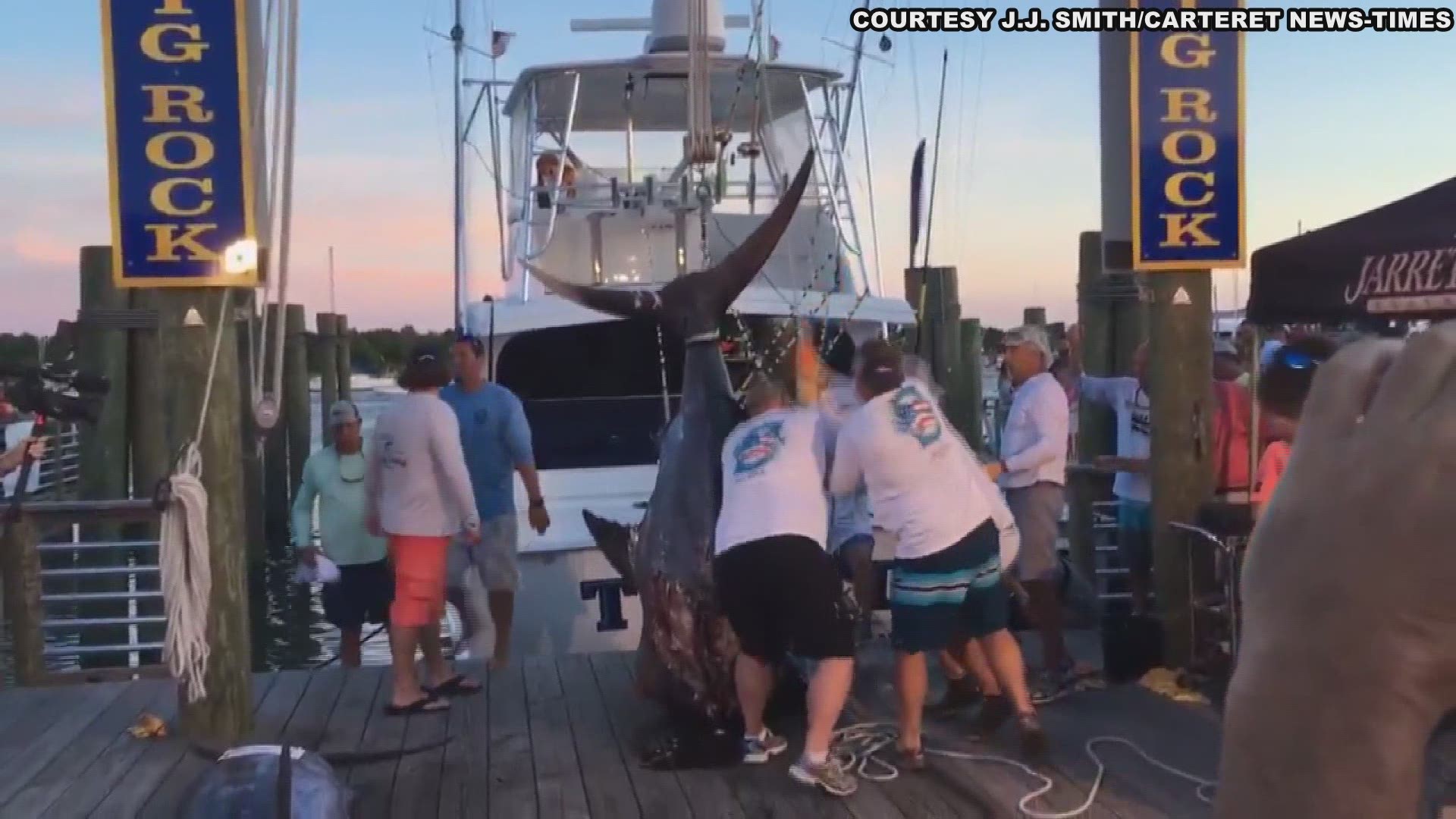 A crew reeled in a 914-pound blue marlin at the Big Rock Blue Marlin Fishing Tournament in Morehead City, NC.