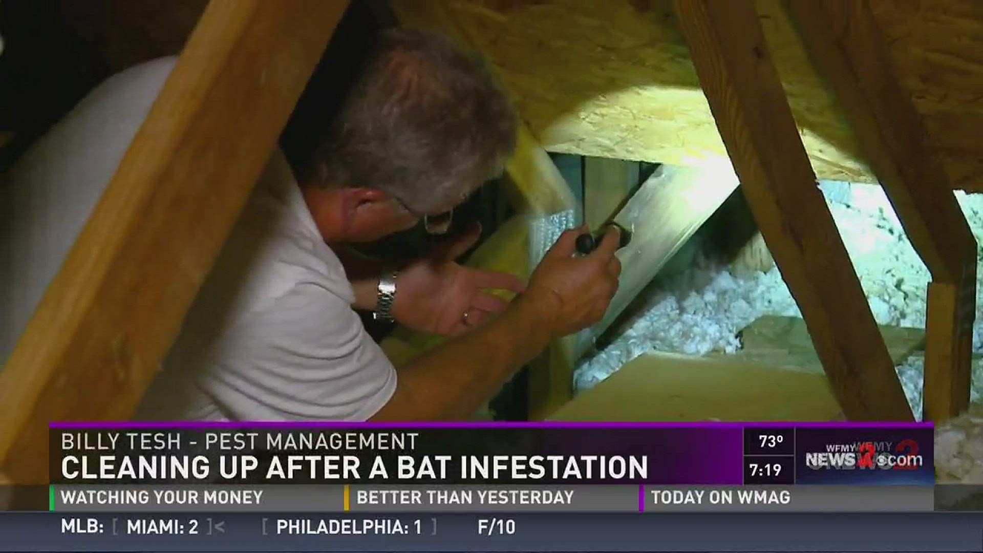 Tips How to Keep Bats From Nesting in Your Home