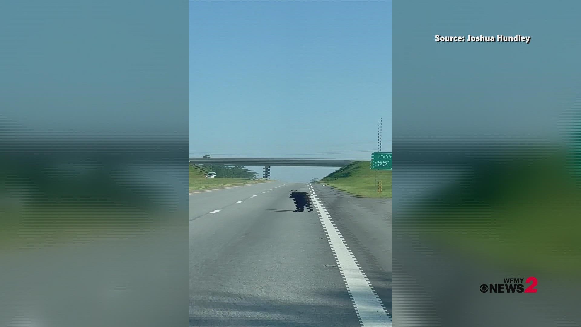 Joshua Hundley spotted this black bear crossing the road on Highway 220 near Yates Construction in Stokesdale.