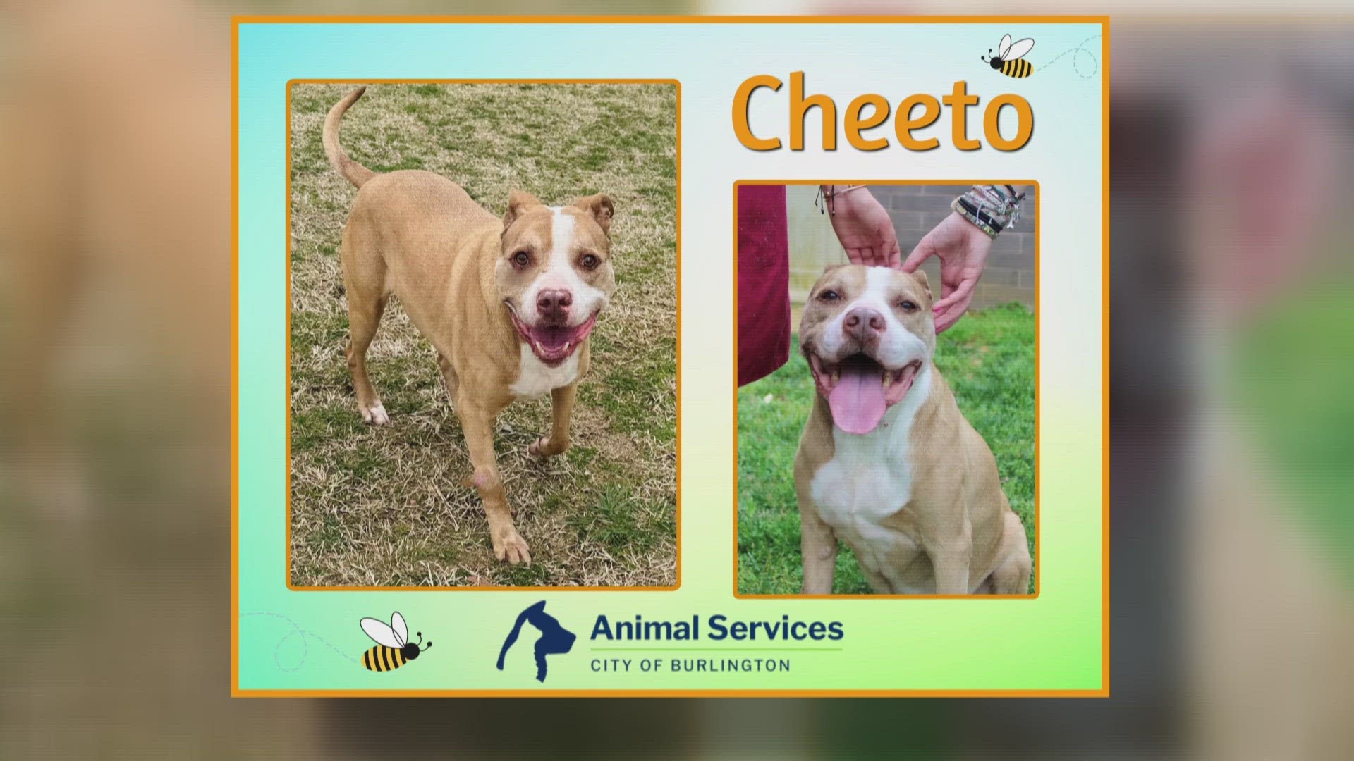 Let's get Cheeto adopted!
