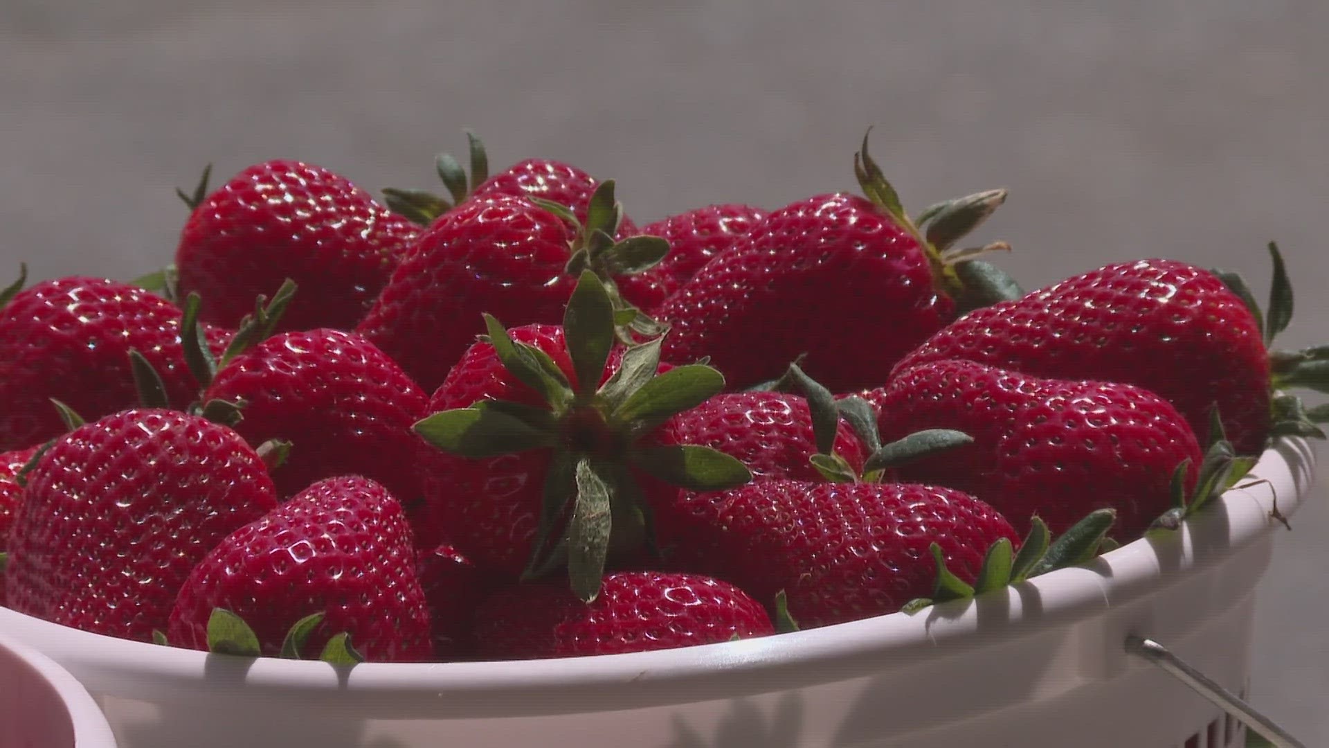Rudd Farm sees a large turnout for strawberries on their first day.