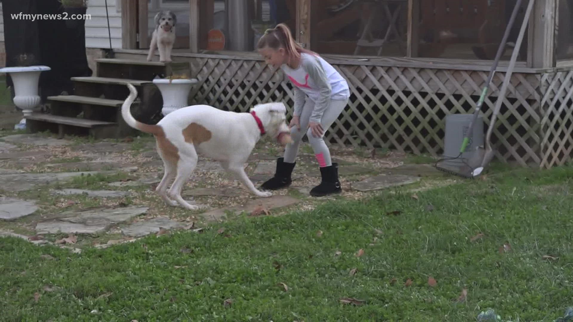 Local animal advocates say they helped rescue the dog, but they later discovered he had an owner whose car was stolen from Greensboro and ended up in High Point.