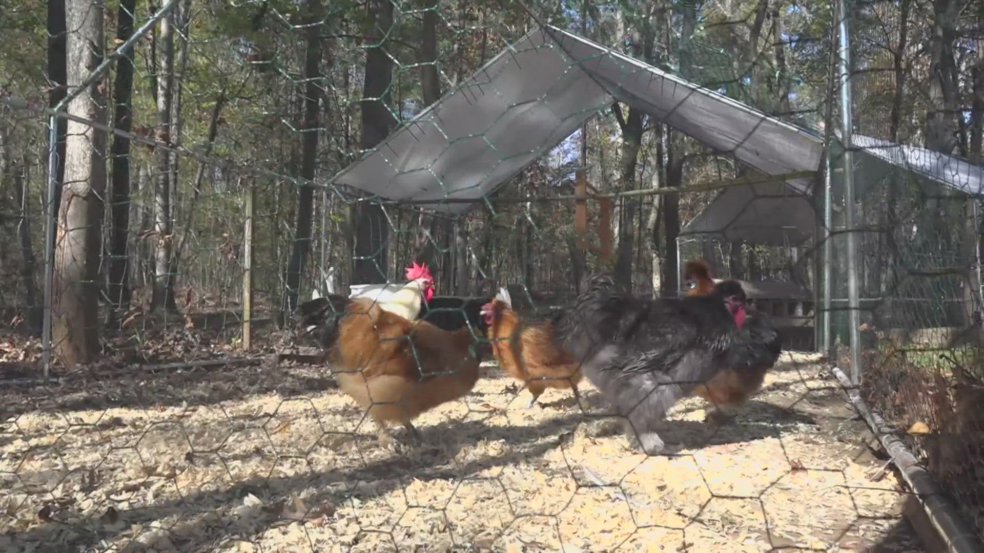 Farmers in Haw River help those impacted by Helene rebuilding their chicken flock.