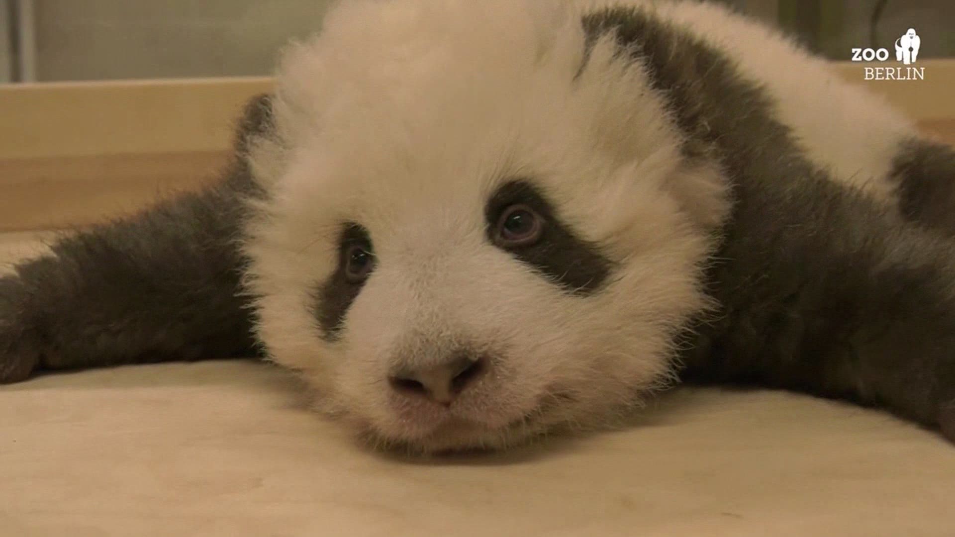 Panda twins born in Berlin in early September are doing wonderfully! The Berlin zoo Thanksgiving Day video shows one of the cubs lying on its stomach and hiccuping.