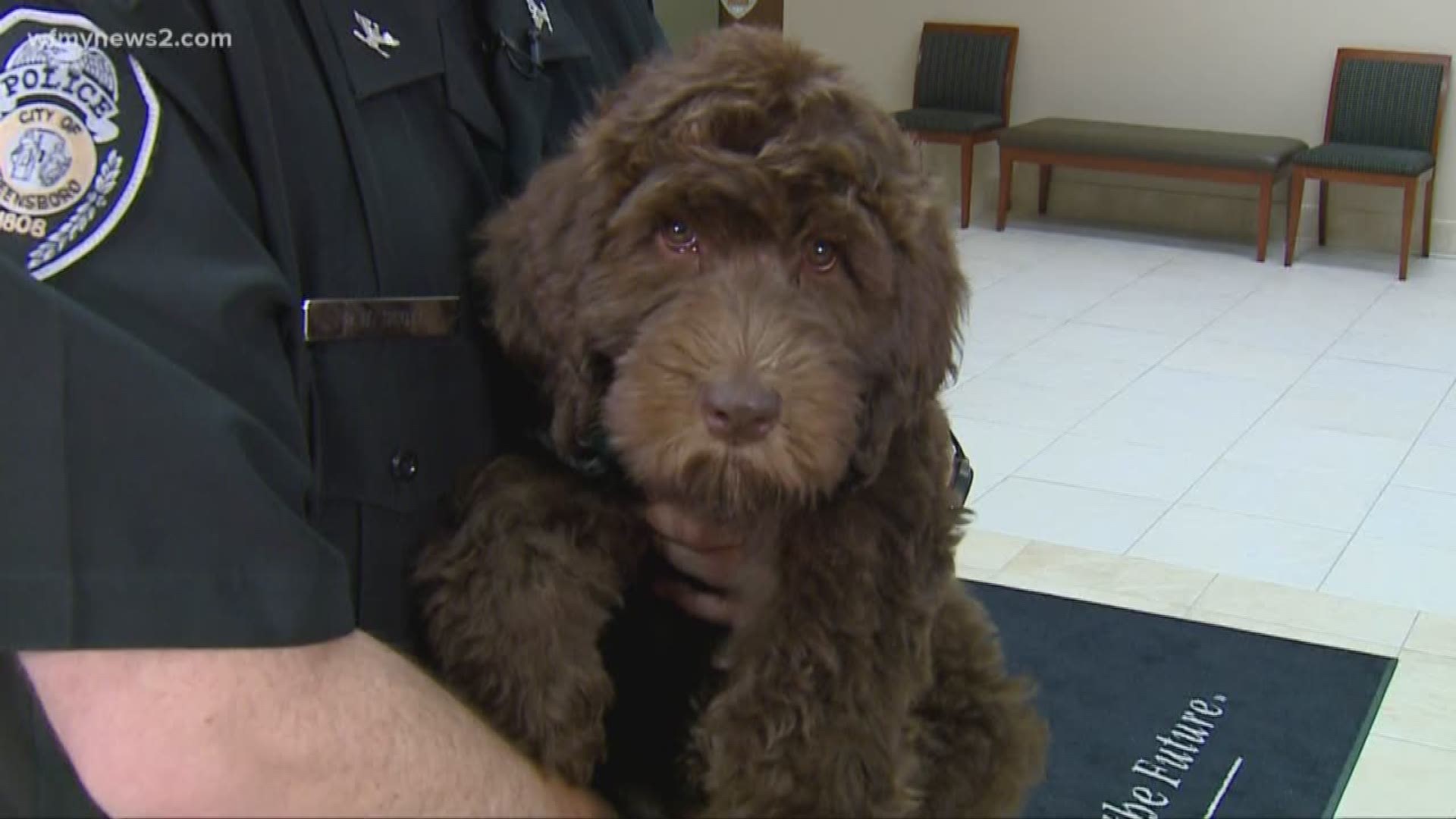 Greensboro Police Department Welcomes New Therapy Dog