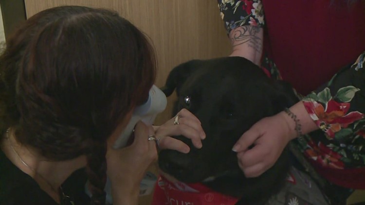 Keeping an eye on service animals: Free event in Greensboro focuses on eye health