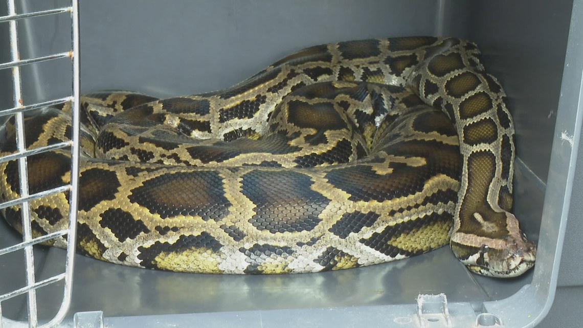 【IFSIXWASNINE】POISONOUS SNAKE Python LSC IFSIXWASNINE】POISONOUS SNAKE Python LSC 9-foot long python