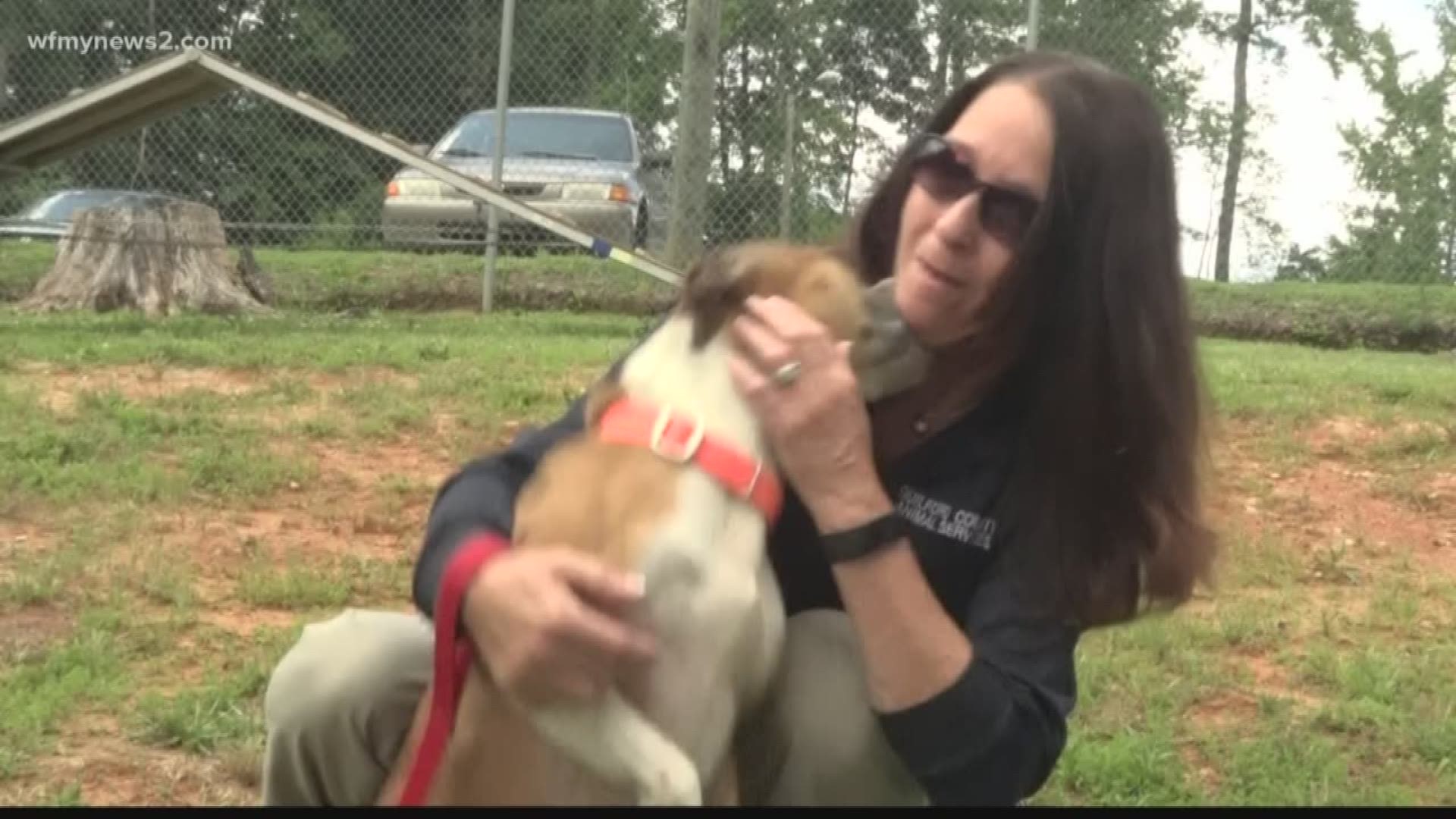 41 new animals came to the Guilford County Animal Shelter Thursda- and management says they could fill up and may have to turn animals away.