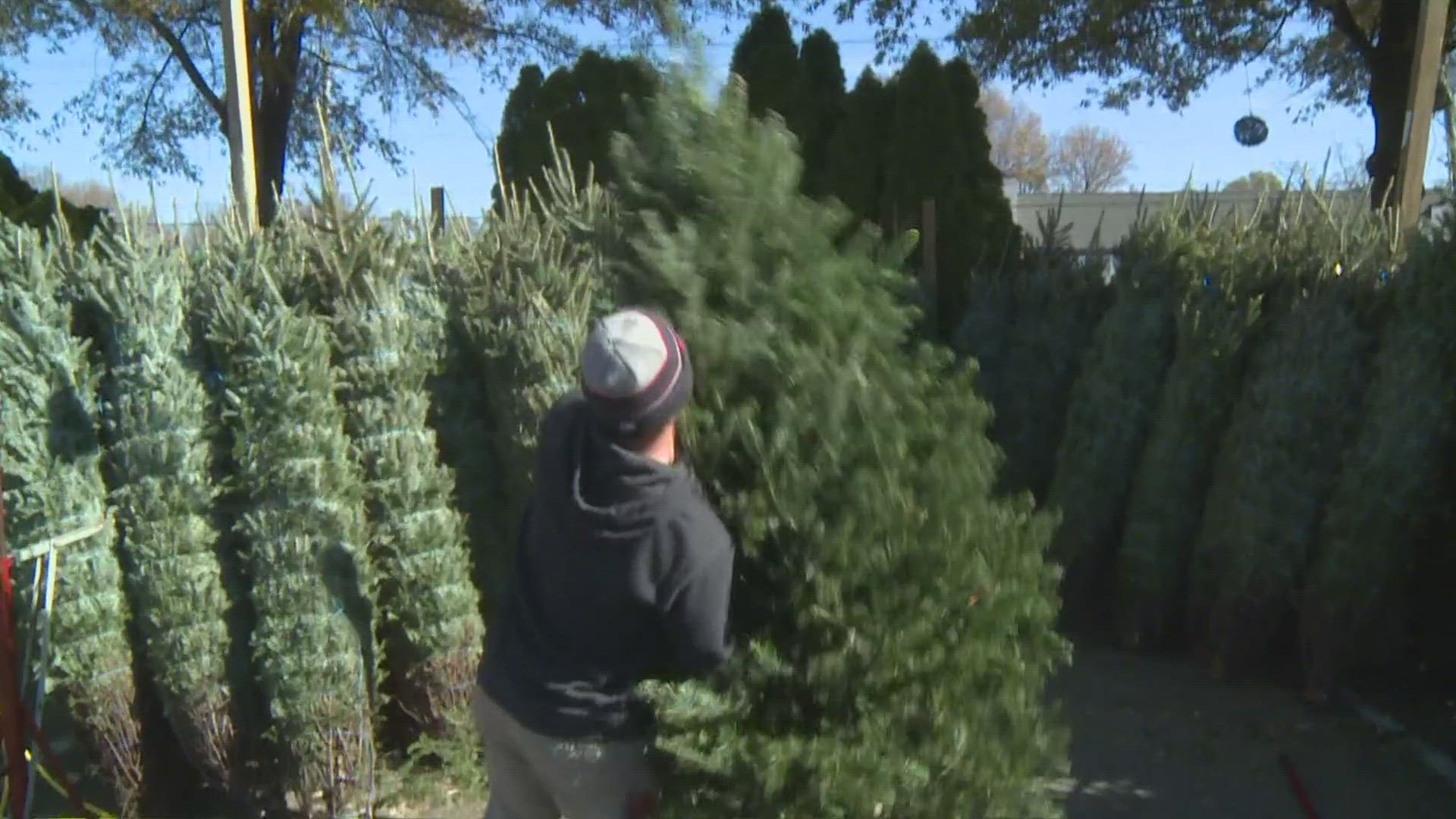 Whether you're on a lot or at a farm, check out the tree & load it up correctly.