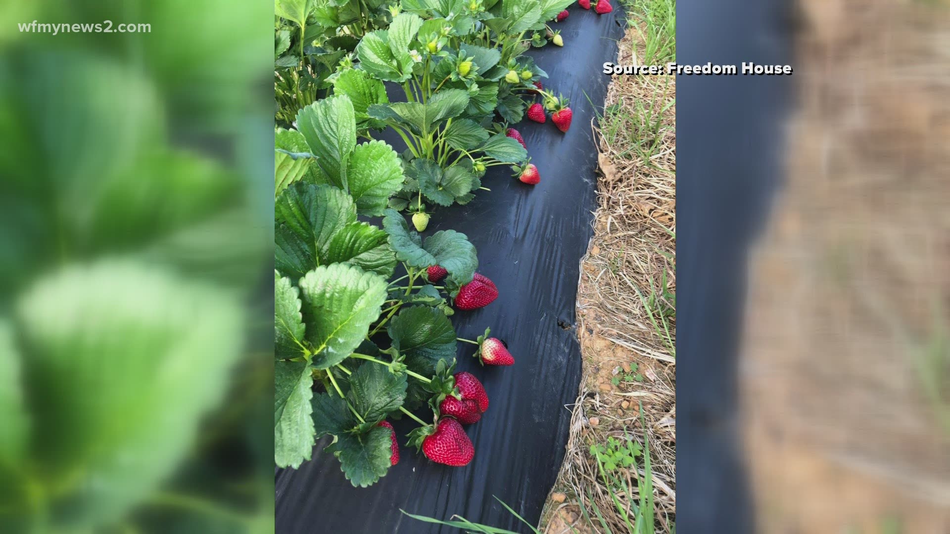 Freedom House Farm in Summerfield sells strawberries and puts the money to a great cause.