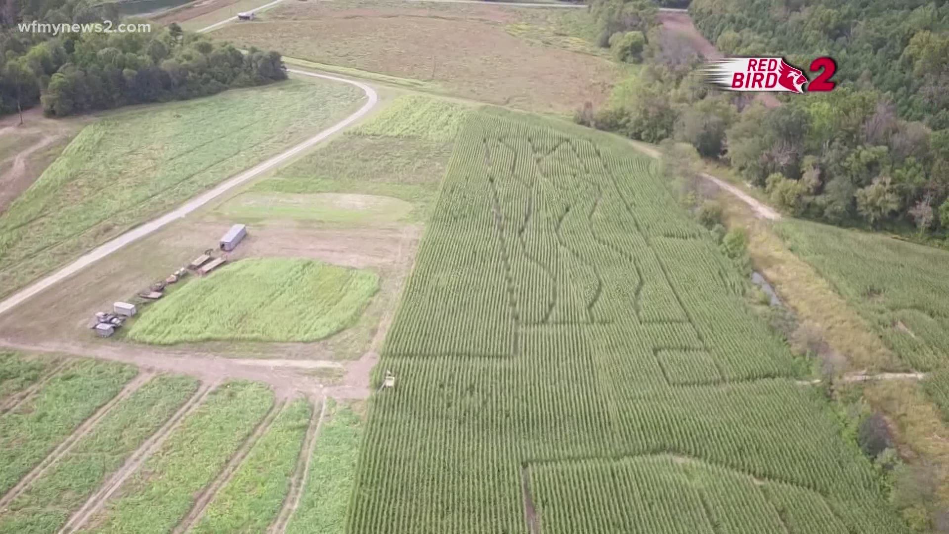 The corn maze is open now at Armstrong Artisan Farm in Stokes County.