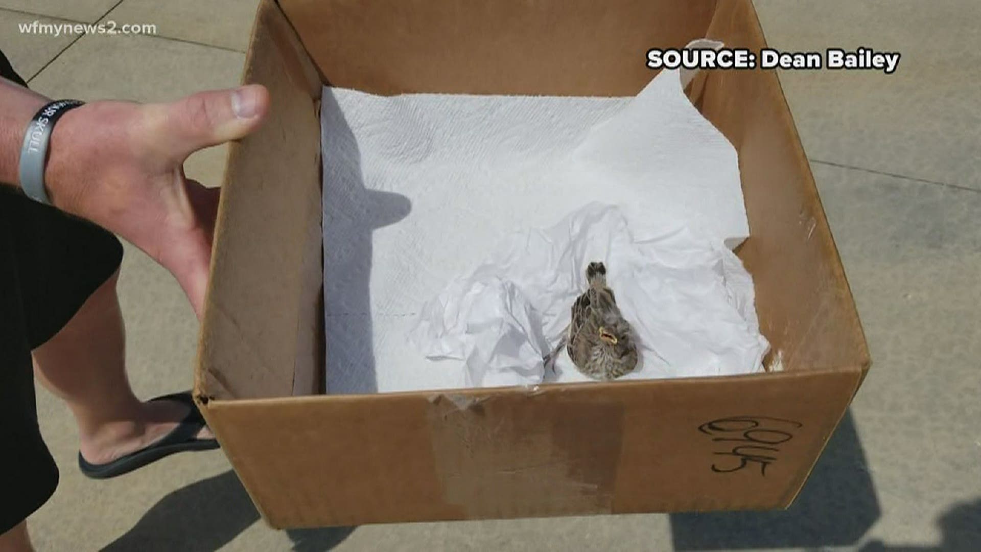 A Greensboro family learns to care for a baby bird after severe storms. Dean Bailey says his son named the bird “Buck."