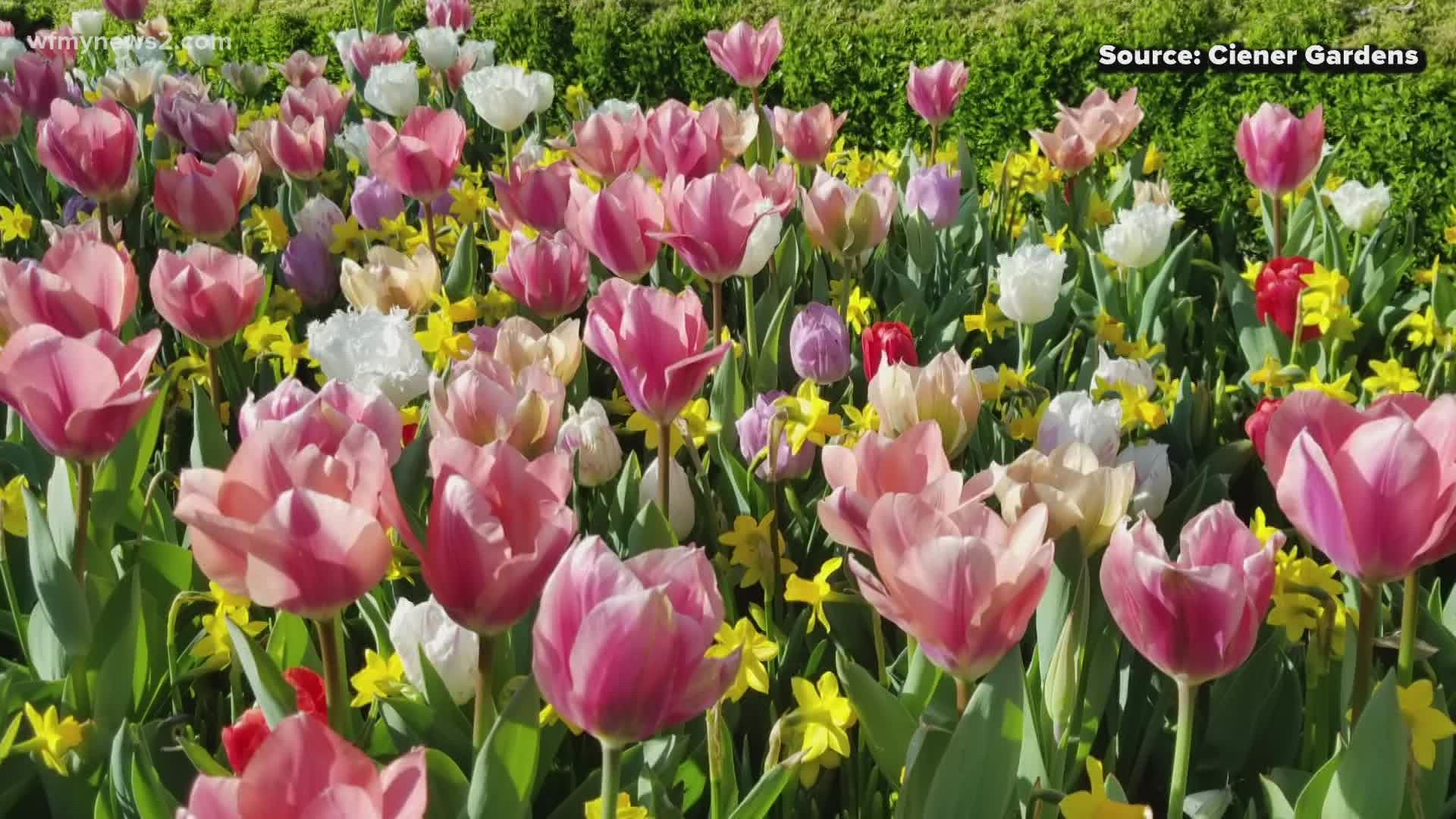 Ciener Botanical Gardens plants more than 18,000 tulips in one garden ahead of its spring celebration.