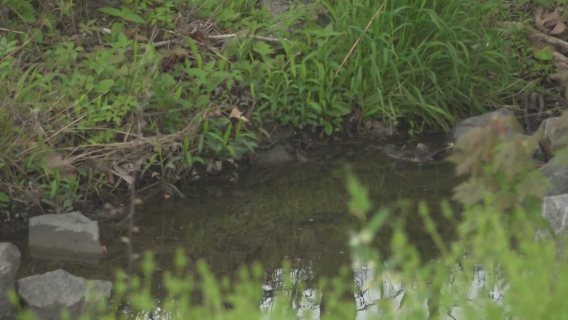 The City of Greensboro is hosting a meeting on Wednesday to discuss the latest clean-up efforts at the park.