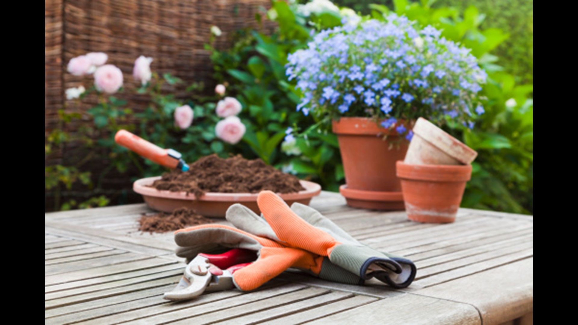 The growing season doesn't end with the summer months. A Paul J. Ciener Botanical Garden garden curator breaks down what you need to know.