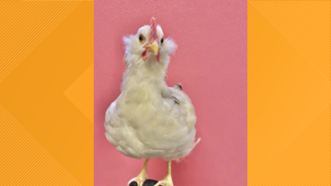 Lil Foot the chicken available for adoption - Vimarsana News