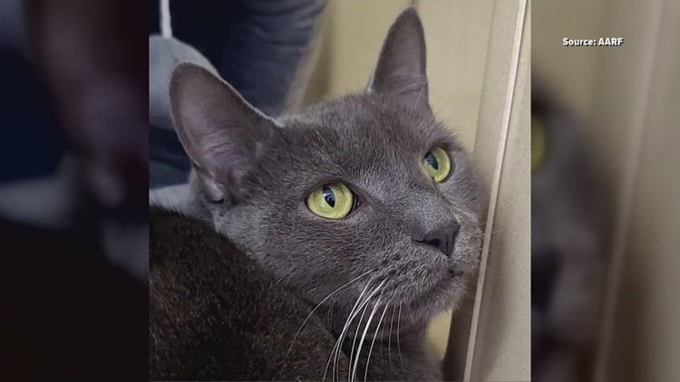 Meet Jake the Cat, Our 2 The Rescue Pet of the Day