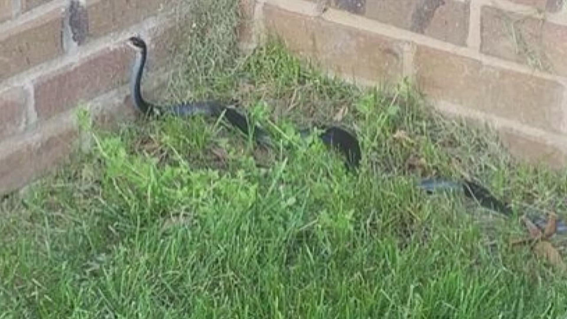 Snakes In The Yard And Other FAQs
