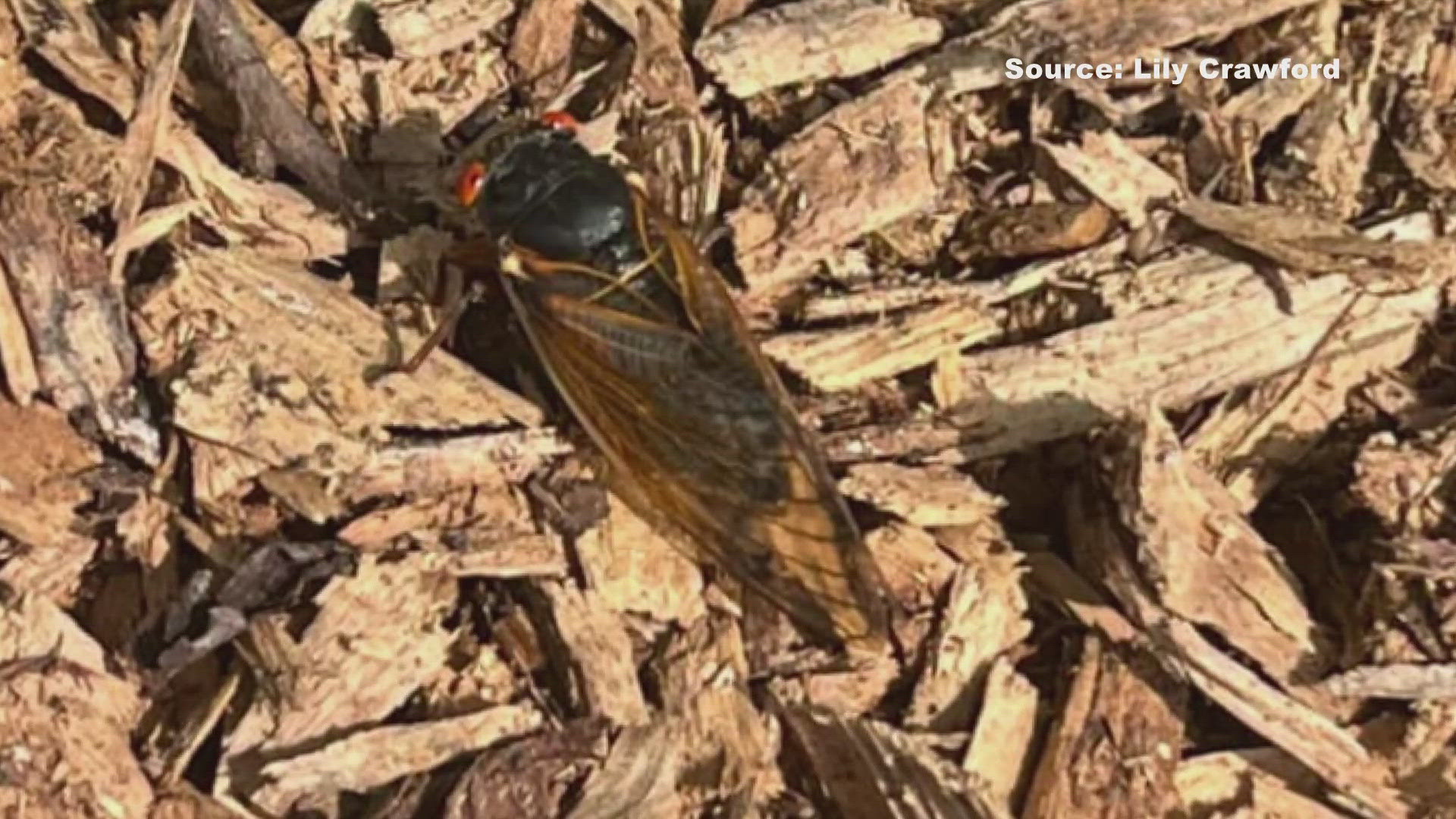 People have spotted the noisy bugs in Randolph and Alamance counties.