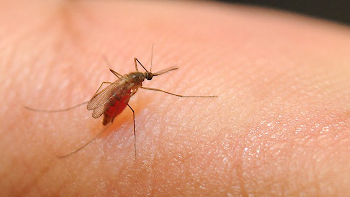 3 NC Mosquito Diseases You Should Know About