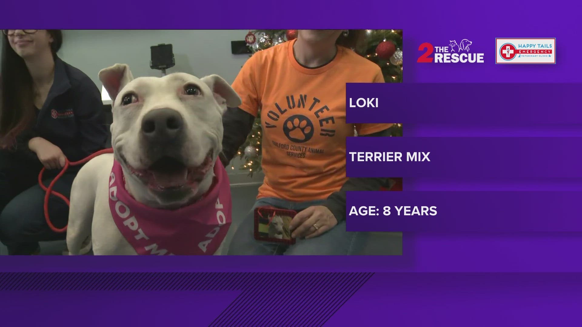 Loki is an eight-year-old terrier mix who is approximately 57 pounds. She loves to wiggle and accept treats. She is partially deaf but seems to do well with other do