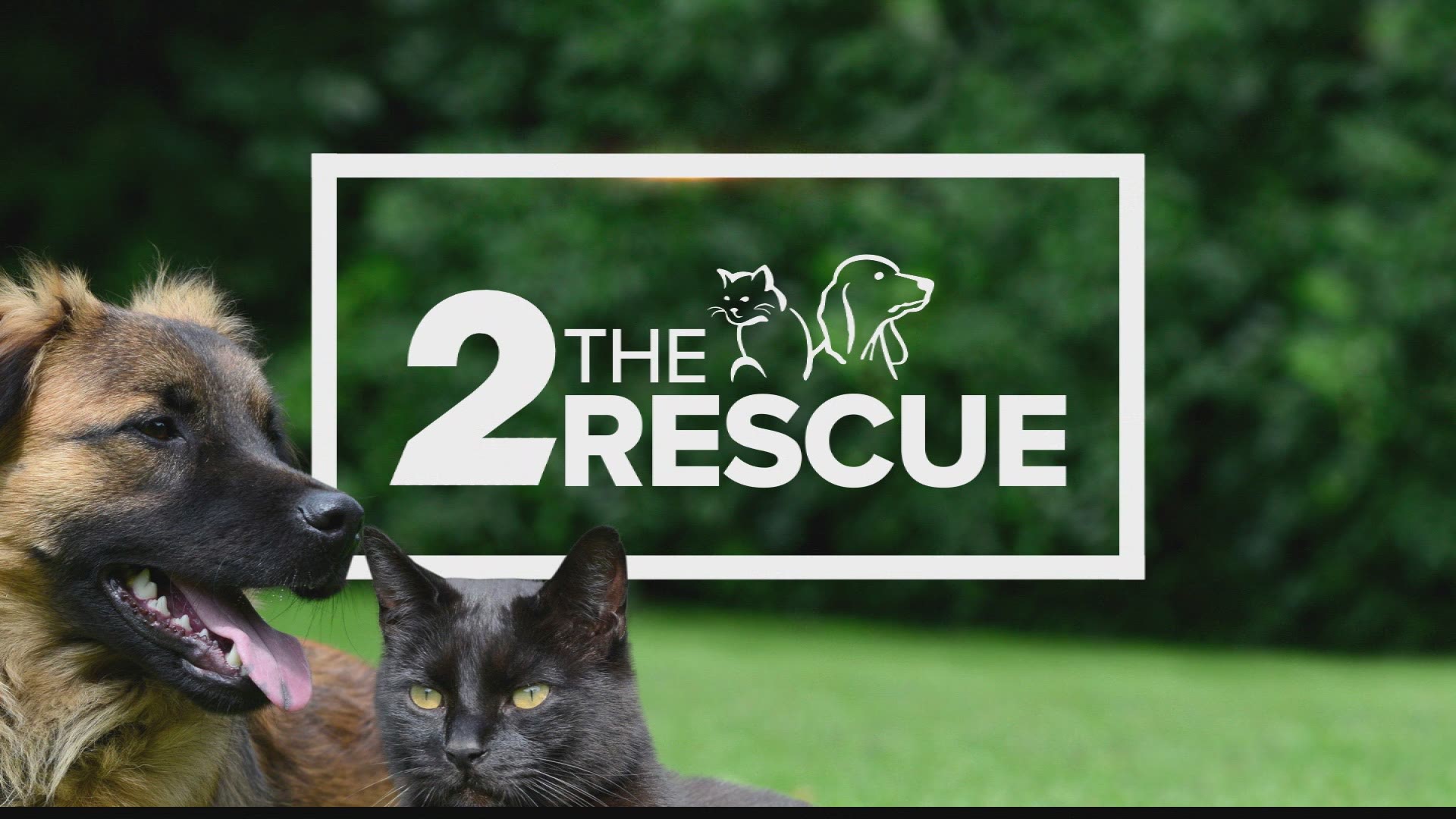 2 the Rescue: Bugsy