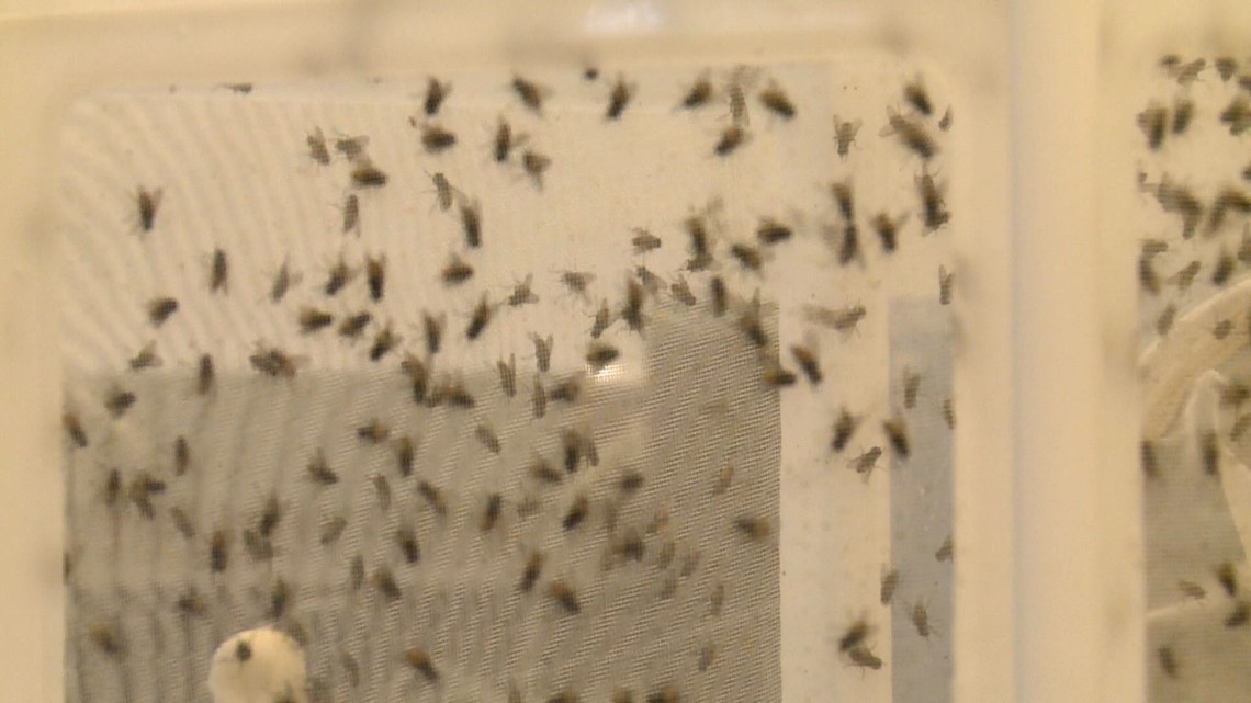 VERIFY Yes, When Flies Bite, Rain Is Coming Soon