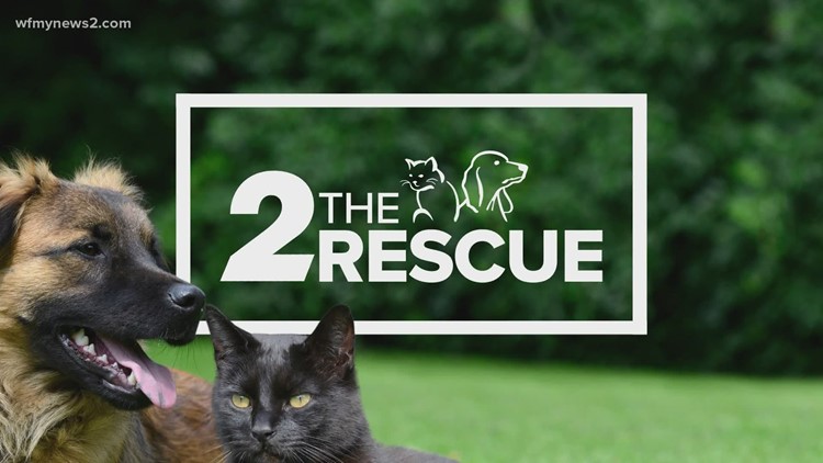 Kicking off our 13th year of 2 The Rescue adoptions