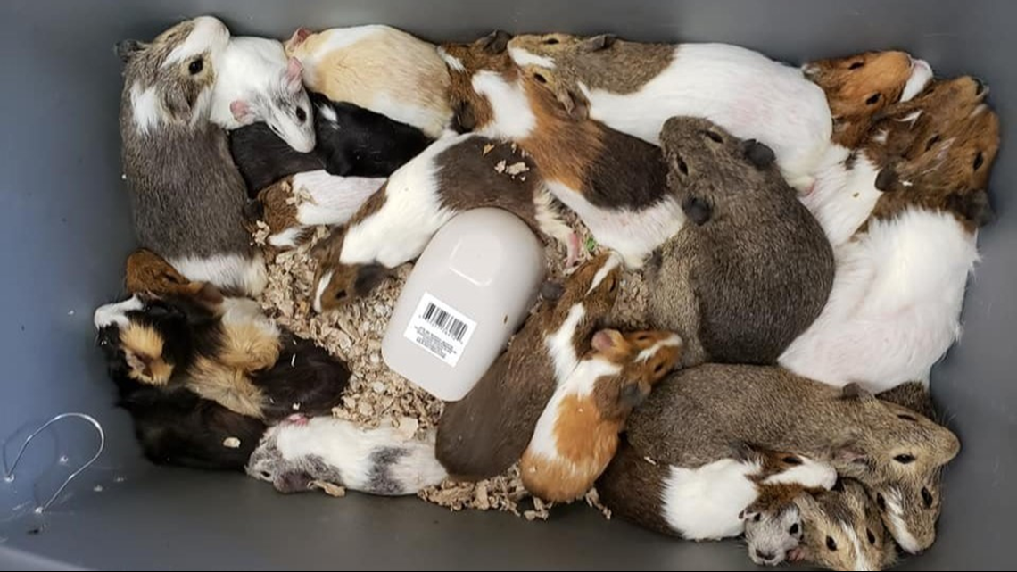 Shelter for guinea pigs best sale near me