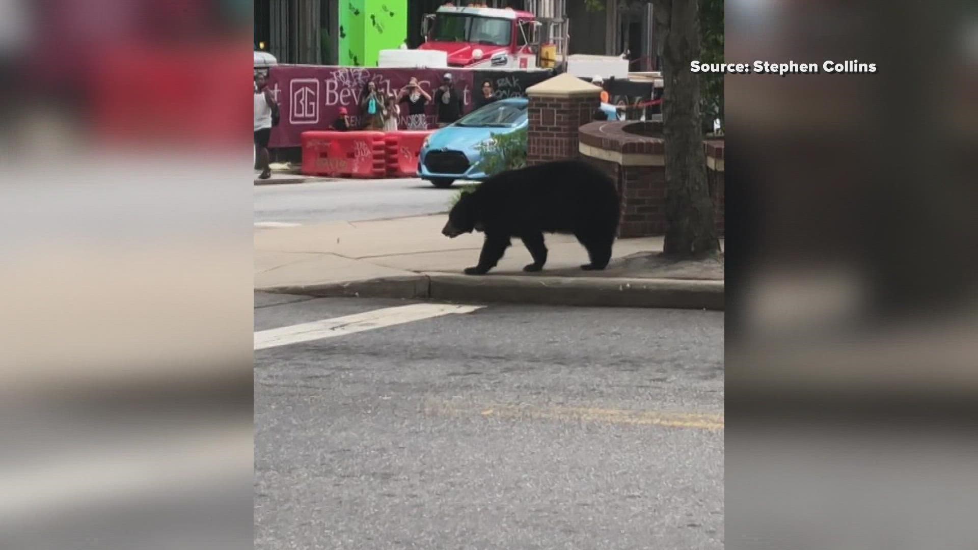 Part of the reason for more bear sightings is that the bear population in North Carolina has been on the rise for about 50 years.