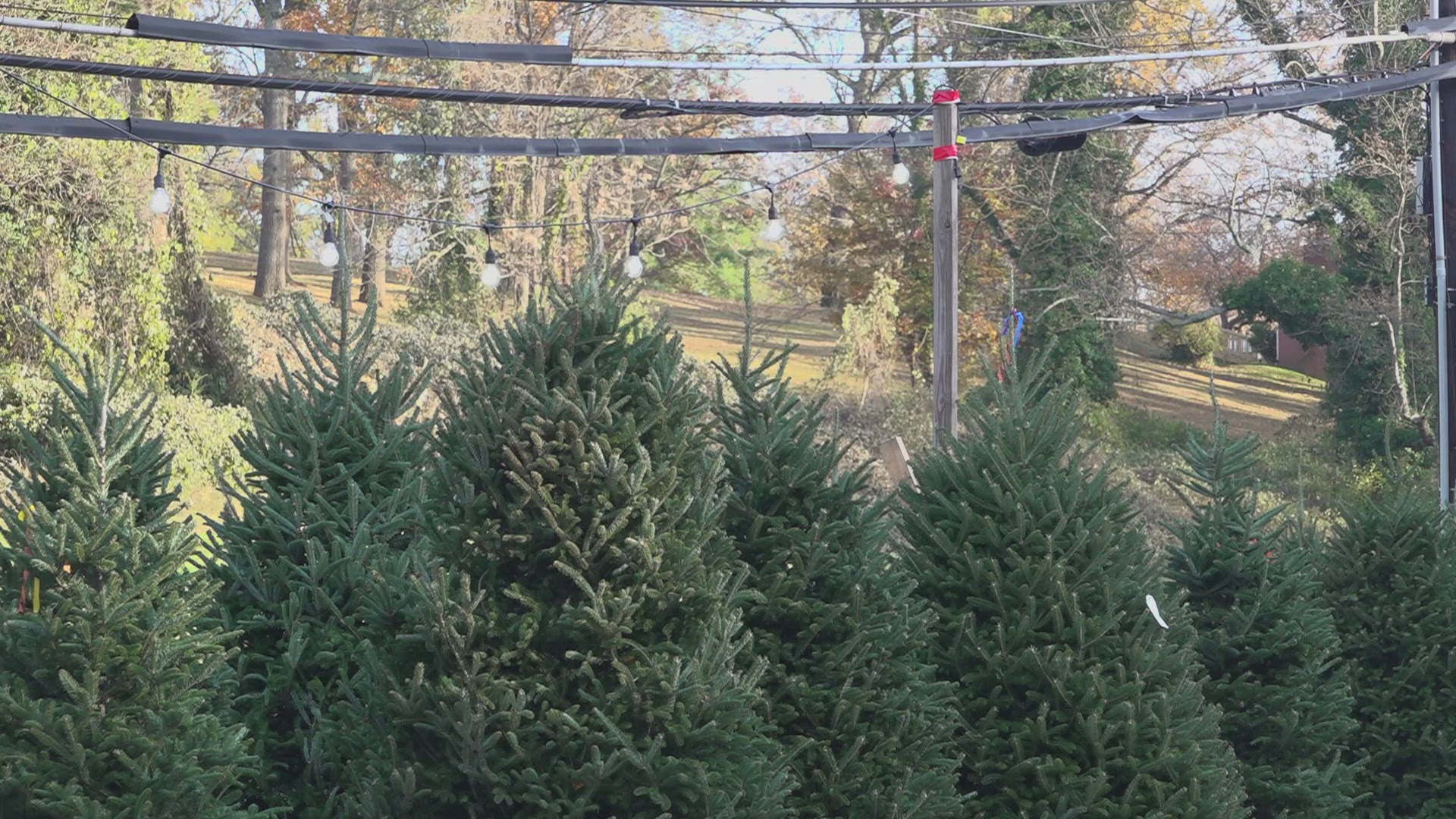 Tree farmers are using this year as a chance to show their resilience.