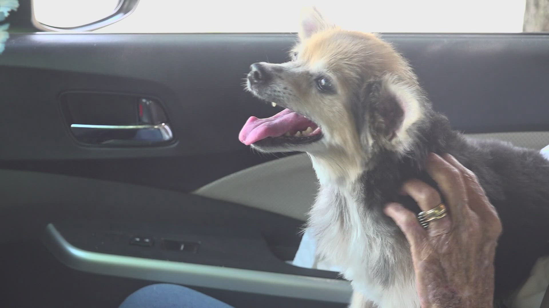 The dog was found after someone brought her in to get groomed.