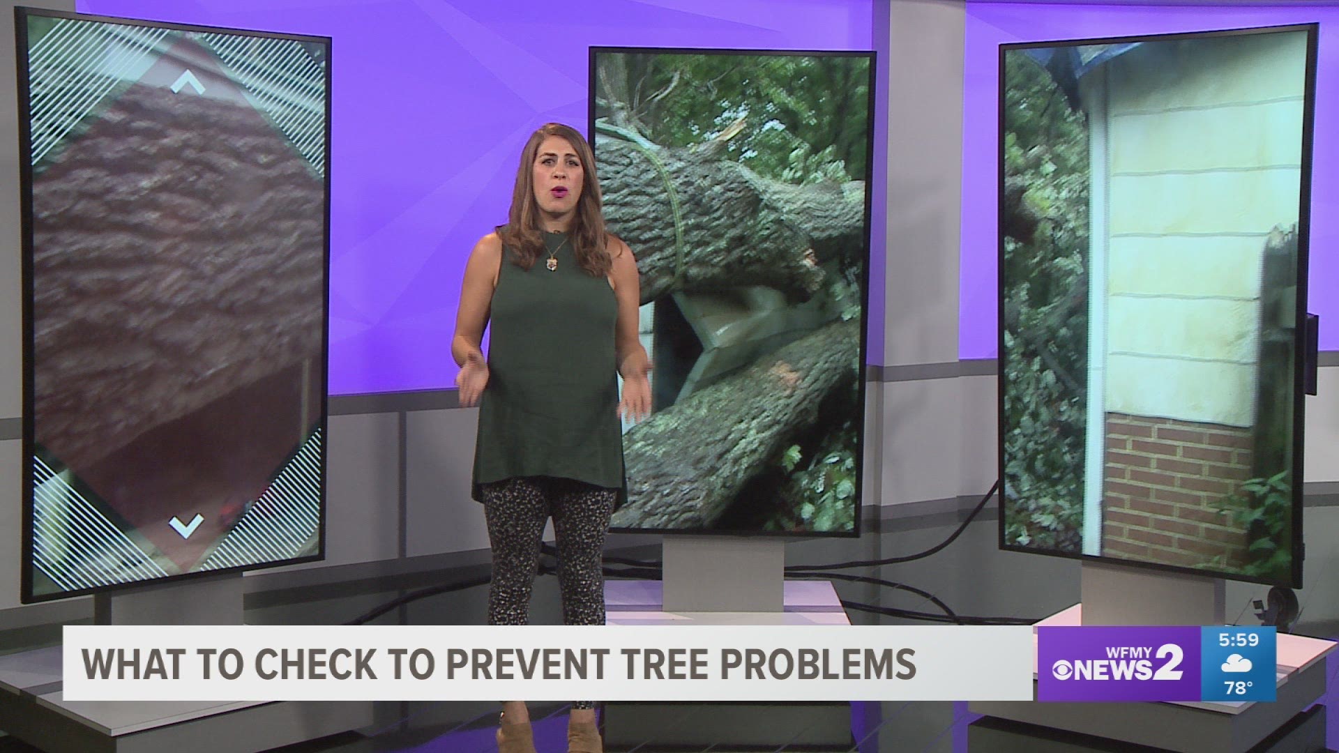 What To Check To Prevent Tree Problems