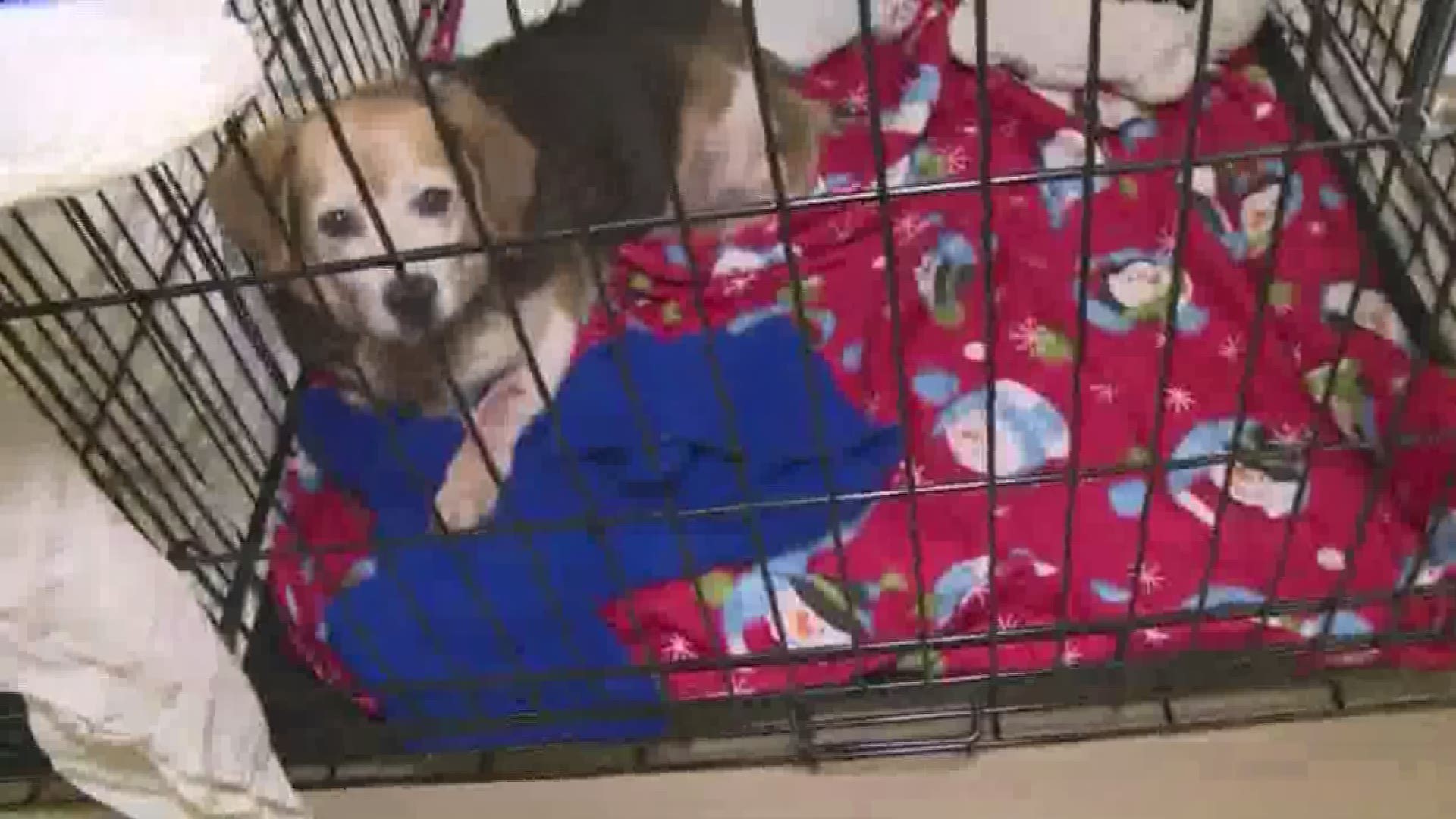 70 Dogs Taken To Animal Shelter In Winston-Salem