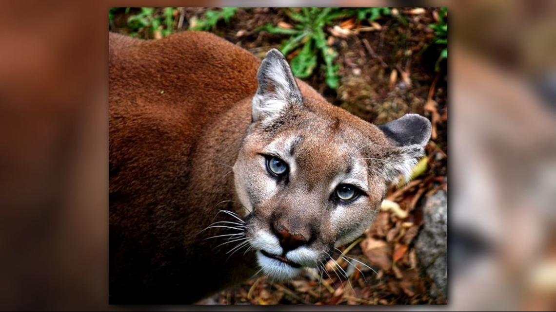 Grandfather Mountain’s ‘Aspen’ The Cougar Dies After Tooth Removal
