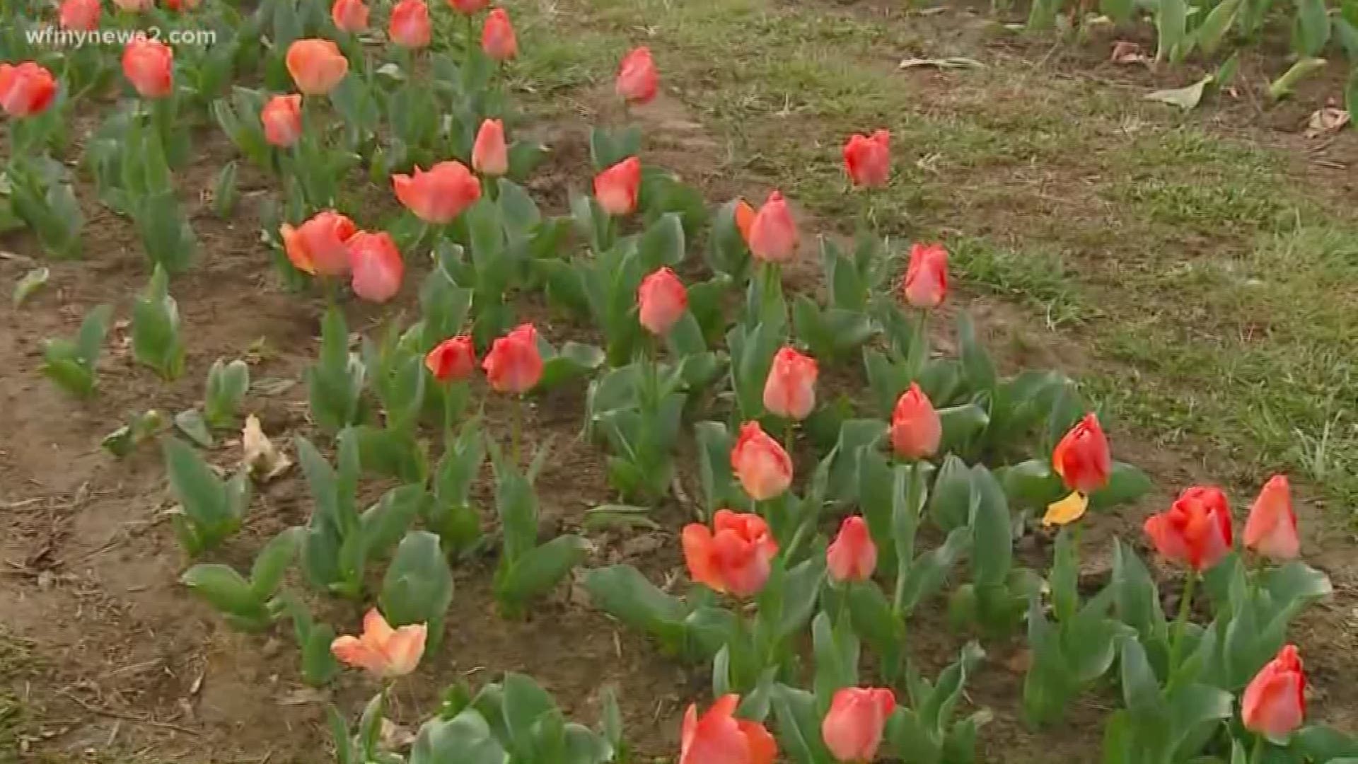 Spring In Full Bloom At Dewberry Farms