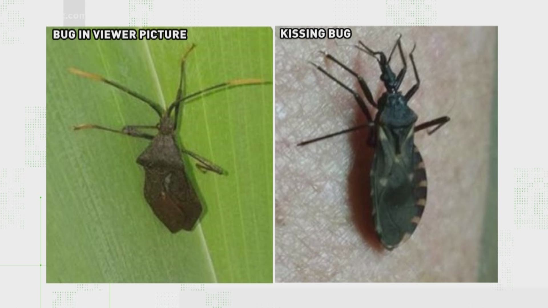 You ask; we VERIFY. A Triad viewer spotted this creature on her door and wanted to know if it is a kissing bug, which is linked to a deadly disease.
