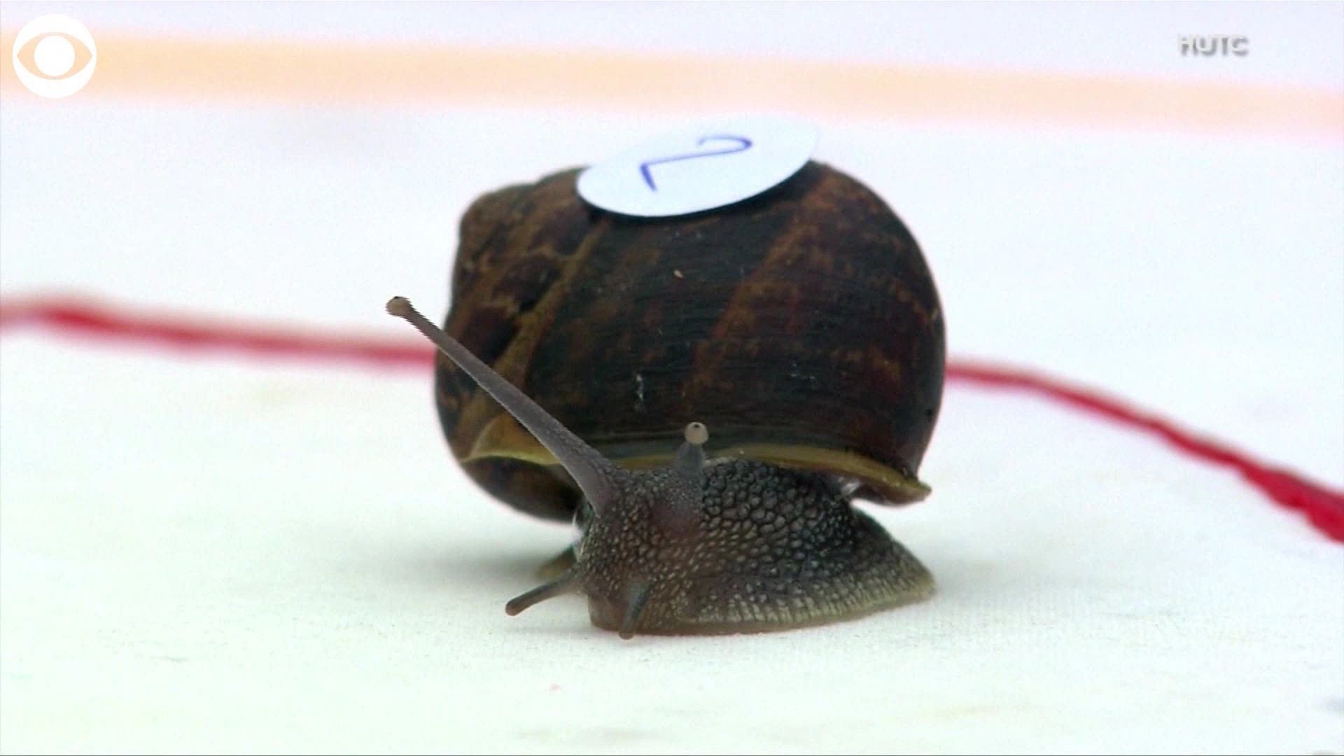 The snails racing at the annual world championships this weekend were just trying their best! Does slow and steady win the race?