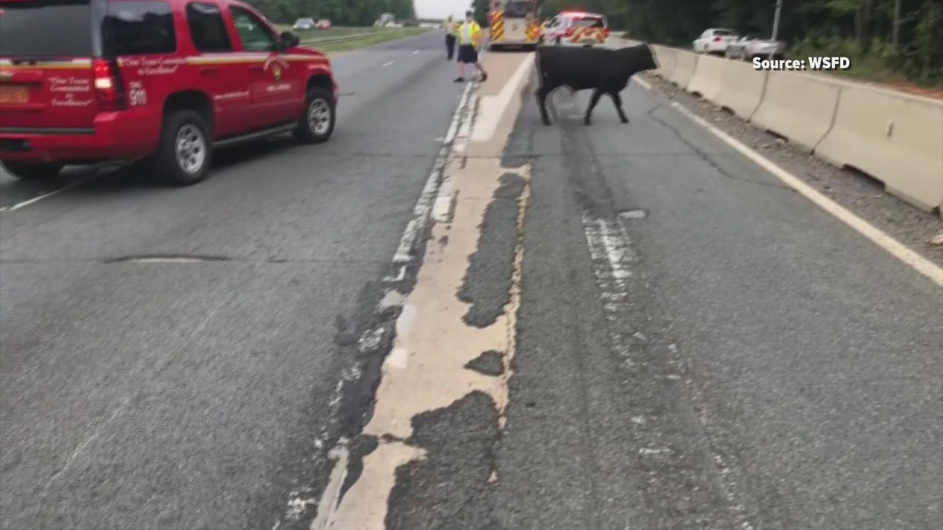 Winston-Salem firefighters got a unique call on Wednesday. They had to wrangle a bull off the highway!