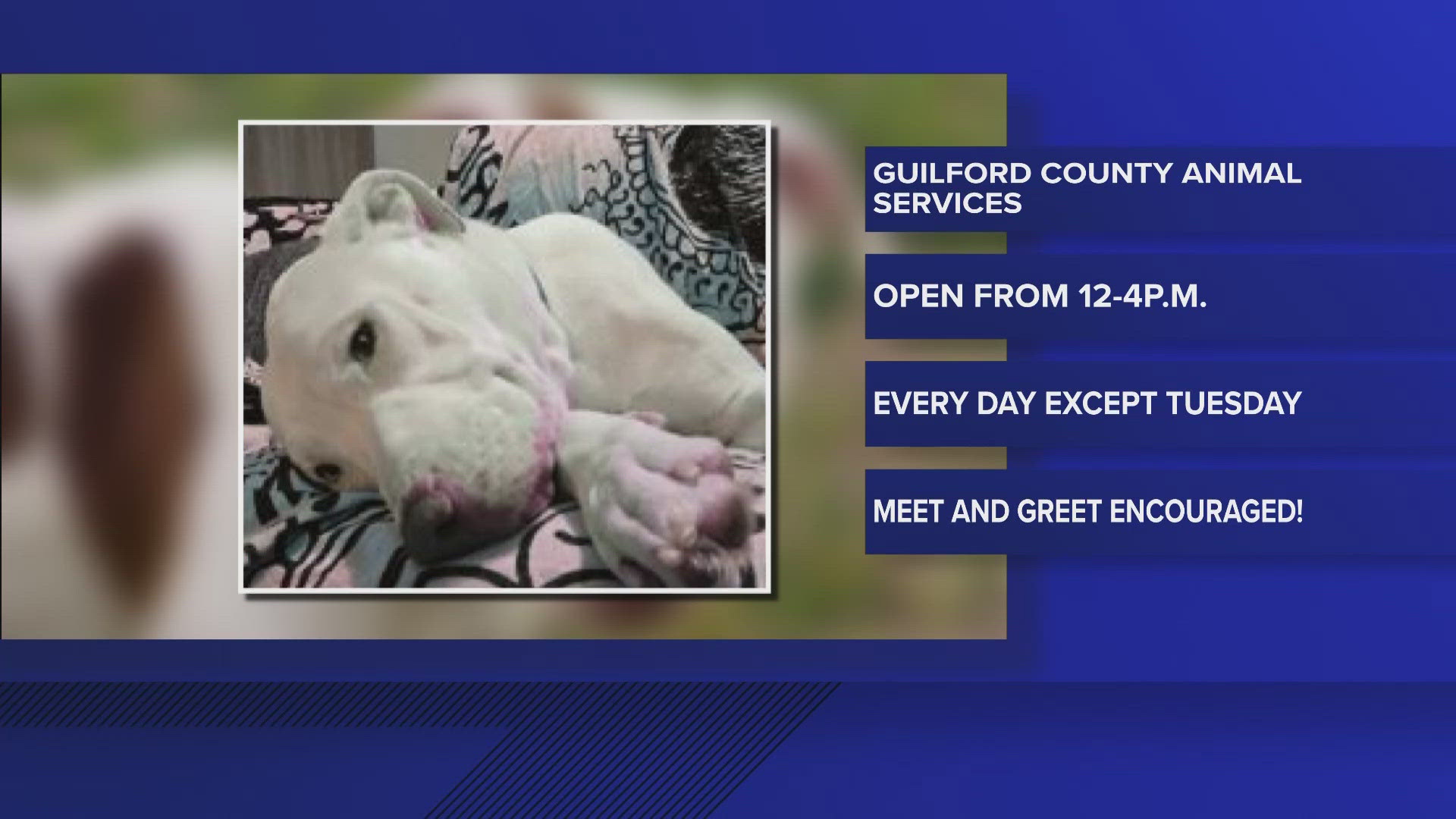 She is seven years old and about 50 pounds.
