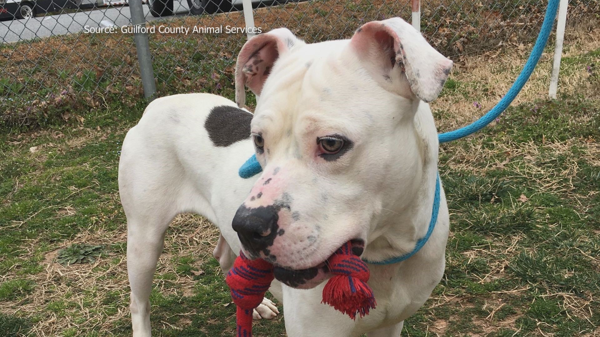 Help Tucker leave his animal shelter days behind and start a new life in a loving home!