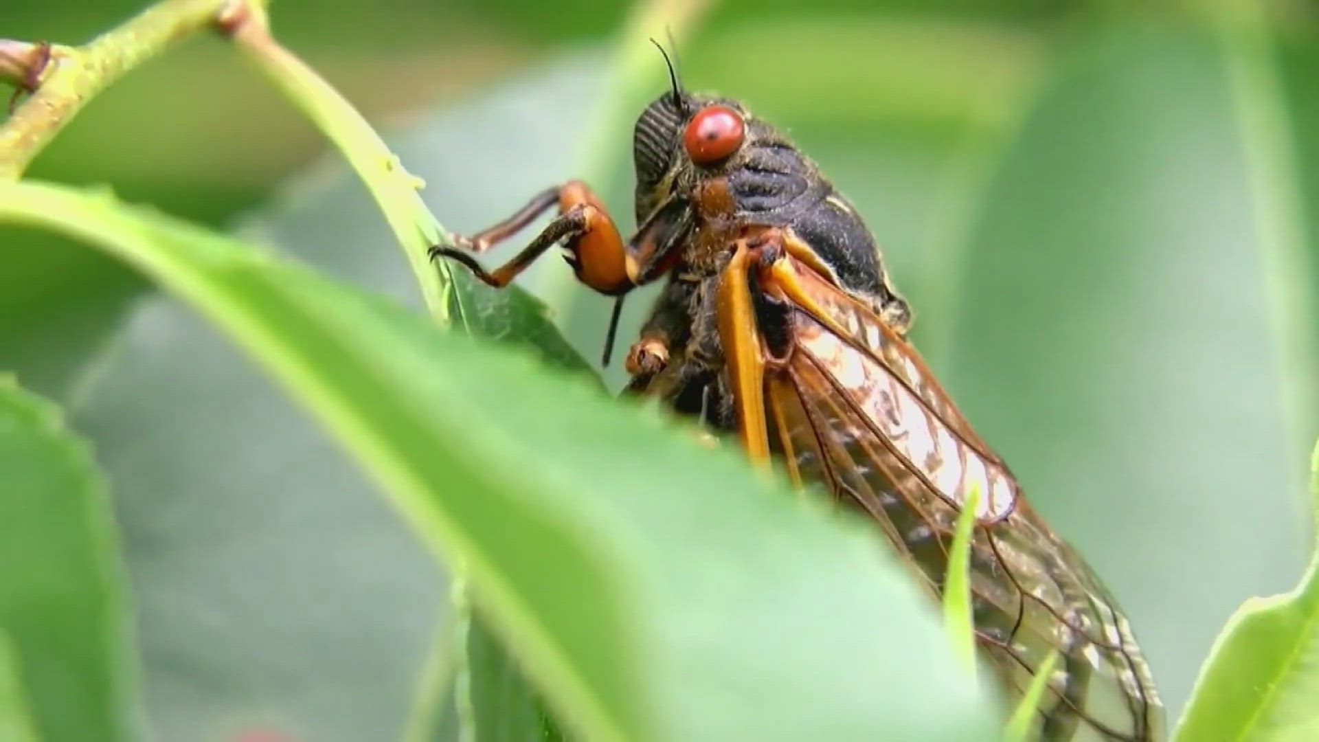 NC State professor answers your questions about the historic cicada emergence happening this year