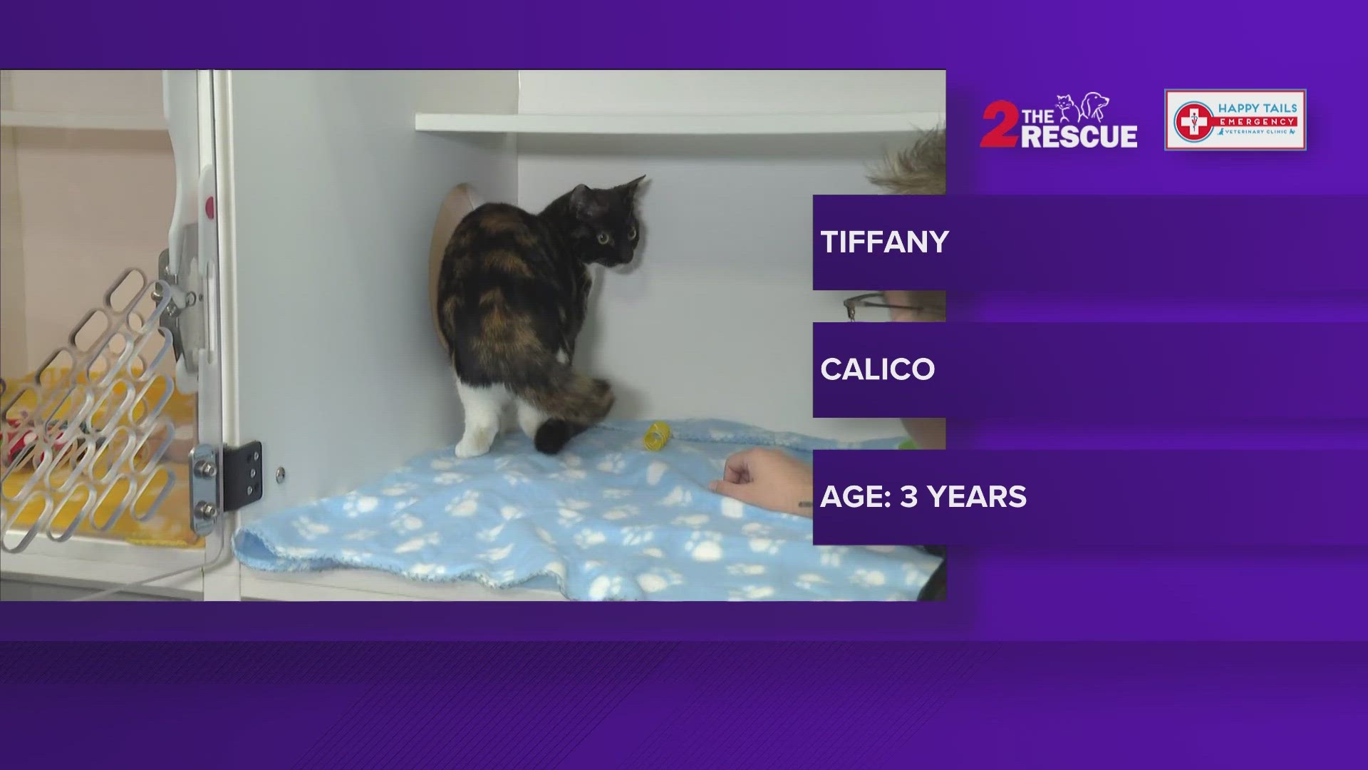 Tiffany is a three-year-old calico cat. Once she’s comfortable with you, she will roll onto her back for pets and purrs.