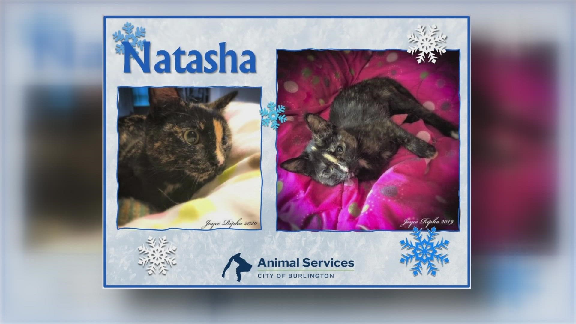 Let’s get Natasha adopted!