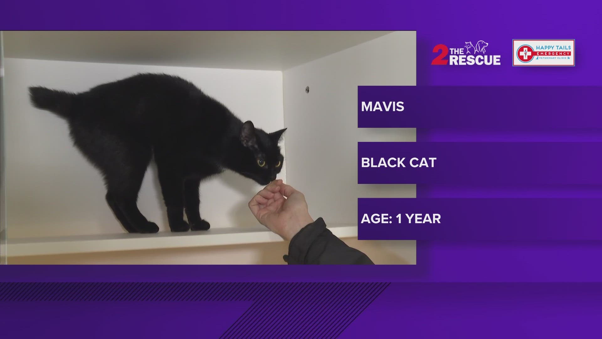 Mavis is a one-year-old black cat. She is a little timid at first but quickly warms up and loves to give the sweetest purrs.